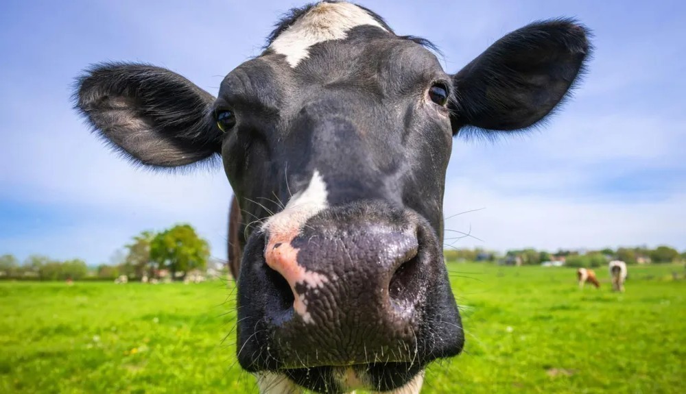 Mad Cow Disease Confirmed in Cow on Scottish Farm